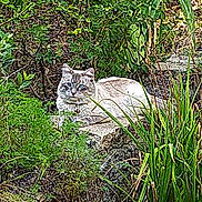 Bucky joined the competition — help win amazing prizes! carnivore, cat, domestic_short_haired_cat, felidae, fur, grass, grassland, groundcover, herb, herbaceous_plant, pasture, plant, poales, shrub, small_to_medium_sized_cats, tail, terrestrial_animal, terrestrial_plant, whiskers, wildlife