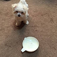 Precious joined the competition — help win amazing prizes! animal, bowl, carpet, companion, curious, cute, dog, domestic, floor, fur, household, indoor, looking_up, milk, pet, playful, puppy, small, white, young