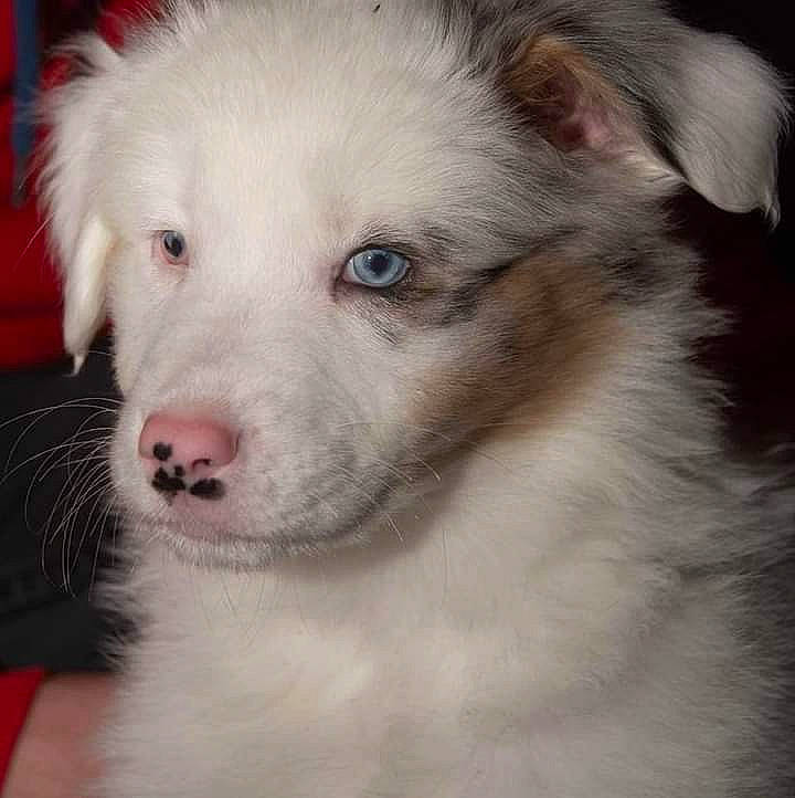 Thalis participe au concours pour gagner de l'argent avec cette photo : american_eskimo_dog, ancient_dog_breeds, canidae, carnivore, companion_dog, dog, dog_breed, fawn, fur, indian_spitz, kuvasz, samoyed, snout, sporting_group, terrestrial_animal, volpino_italiano, whiskers, wildlife, working_animal, working_dog