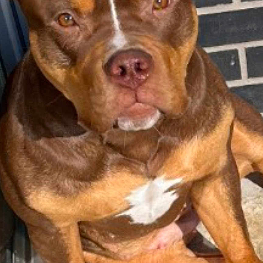 Vicky participe au concours pour gagner de l'argent avec cette photo : animal, barefoot, bostonbull, boxer, bulldog, canine, chihuahua, dog, doghouse, frenchbulldog, hound, husky, labradorretriever, person, pet, pitbull, puppy, snout, terrier