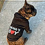 Milo is registered to the contest to win money with this photo: animal, black_shirt, brindle, canine, clothing, companion, concrete, cute, dog, domestic_animal, ears, french_bulldog, outdoor, paw, pet, pet_clothing, short_hair, side_view, sitting, text_on_clothing