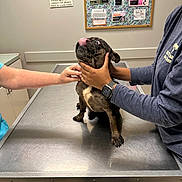 Milo joined the competition — help win amazing prizes! animal, brindle, care, clinic, cute, dog, examination_table, friendly, hand, holding, indoor, licking, medical, notice_board, person, pet, scrutiny, sign, veterinary_clinic, watch