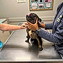 animal, brindle, care, clinic, cute, dog, examination_table, friendly, hand, holding, indoor, licking, medical, notice_board, person, pet, scrutiny, sign, veterinary_clinic, watch