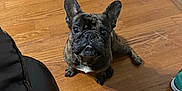 Milo is registered to the contest to win money with this photo: animal, black_nose, brindle, chair, companion, curious, cute, dog, domestic, ears_up, flooring, french_bulldog, human_leg, indoor, looking_up, mat, pet, shoe, white_chest_patch, wooden_floor
