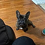 animal, black_nose, brindle, chair, companion, curious, cute, dog, domestic, ears_up, flooring, french_bulldog, human_leg, indoor, looking_up, mat, pet, shoe, white_chest_patch, wooden_floor