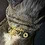 Milo is registered to the contest to win money with this photo: accessory, animal, chest, closeup, collar, cute, dark_background, dog, domestic_animal, fashion, fluffy, fur, gold, jewelry, letters, luxury, mammal, necklace, pet, sparkle