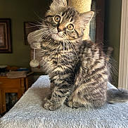 Willow Bee is registered to the contest to win money with this photo: kitten, cat, tabby, fur, whiskers, scratching_post, indoor, pet, cute, fluffy, animal, young, soft, feline, curious, sitting, home, cozy, portrait, furniture