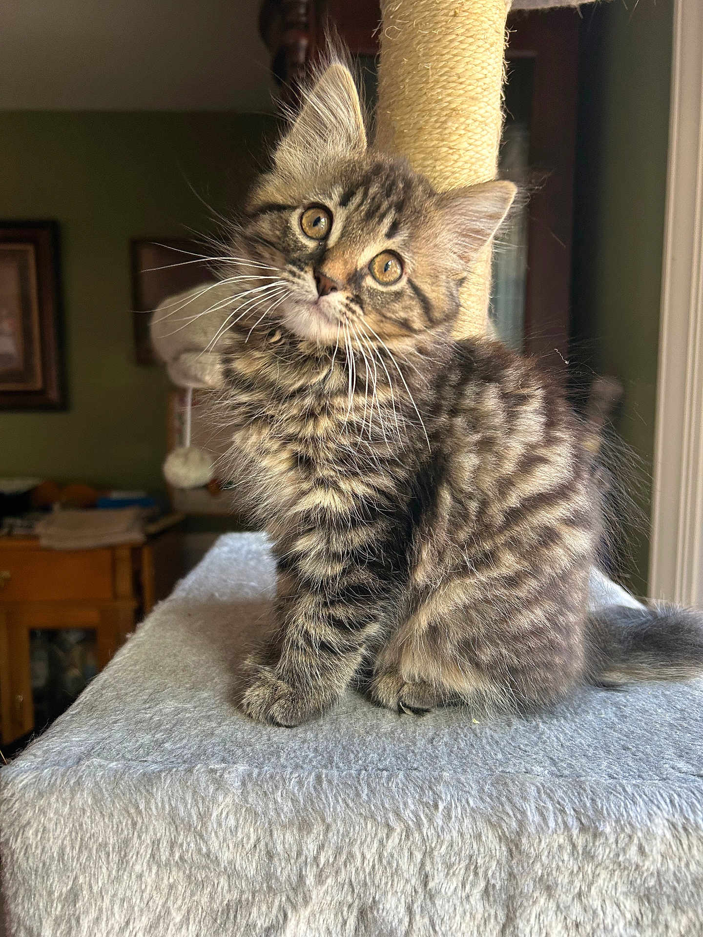 Willow Bee is registered to the contest to win money with this photo: kitten, cat, tabby, fur, whiskers, scratching_post, indoor, pet, cute, fluffy, animal, young, soft, feline, curious, sitting, home, cozy, portrait, furniture