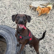 Tilly is registered to the contest to win money with this photo: dog, brown_dog, small_dog, tire, outdoor, happy, tongue_out, leash, pet, playful, ground, rocks, canine, two_dogs, animal, excited, fur, tail, ears, daylight
