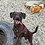 dog, brown_dog, small_dog, tire, outdoor, happy, tongue_out, leash, pet, playful, ground, rocks, canine, two_dogs, animal, excited, fur, tail, ears, daylight