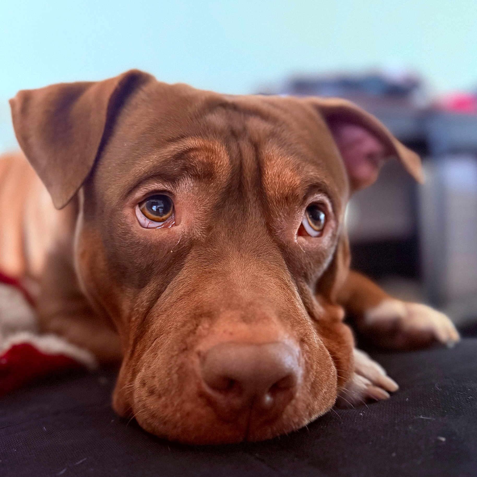 Usko participe au concours pour gagner de l'argent avec cette photo : animal, brown, close_up, companion, cute, dog, domestic_animal, ears, expression, face, furry, indoor, lying_down, mammal, nose, paw, pet, portrait, sad, soft_focus