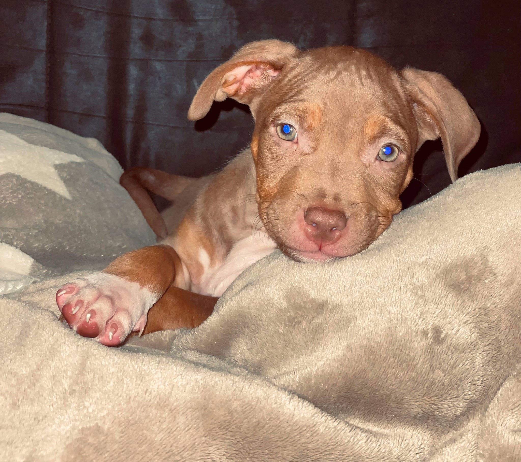 Usko participe au concours pour gagner de l'argent avec cette photo : canidae, carnivore, comfort, companion_dog, dog, dog_breed, fawn, liver, sporting_group, terrestrial_animal, whiskers, working_animal