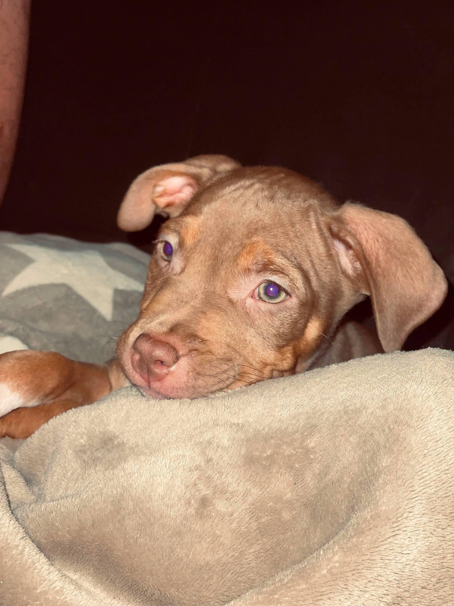 Usko a rejoint le concours — aidez-le/la à gagner de superbes lots ! canidae, carnivore, comfort, companion_dog, dog, dog_breed, ear, fawn, hunting_dog, liver, non_sporting_group, snout, sporting_group, terrestrial_animal, whiskers, working_animal, wrinkle