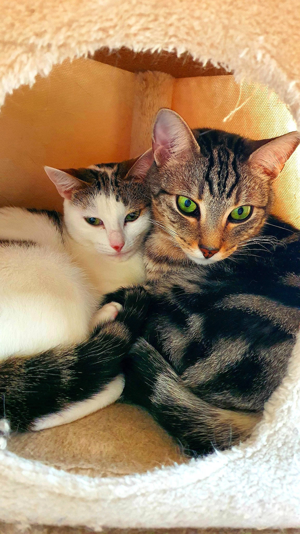 Praline Et Ferraille