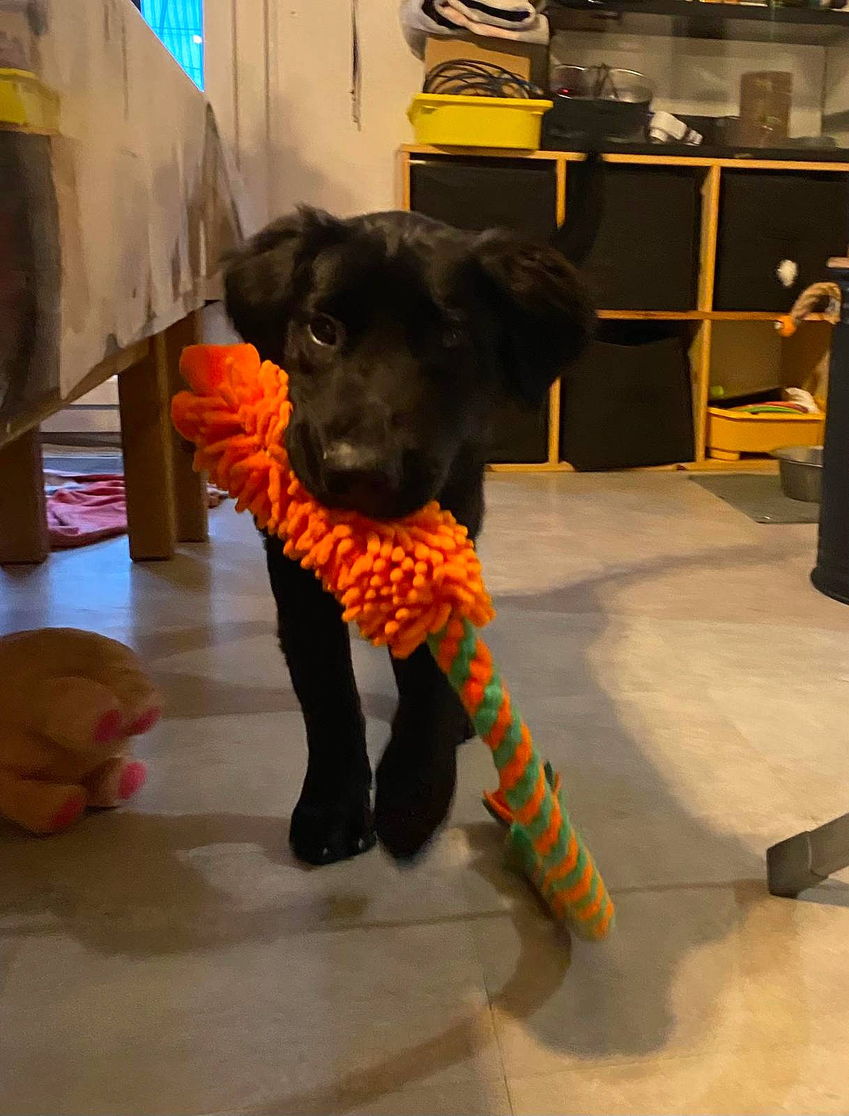 Uno a rejoint le concours — aidez-le/la à gagner de superbes lots ! canidae, carnivore, chair, companion_dog, dog, dog_breed, dog_supply, fawn, floor, flooring, fur, guard_dog, pet_supply, room, shelf, snout, sporting_group, tail, toy_dog, working_animal