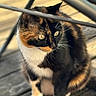 animal, blurred_background, calico_cat, calm, cat, closeup, cute, domestic_animal, eyes, fur, mammal, metal_bars, nature, outdoor, pet, shadow, sitting, sunlight, whiskers, wooden_deck