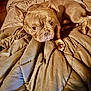 Rico is registered to the contest to win money with this photo: animal, bed, blanket, brown_dog, canine, companion, cozy, cute, dog, domestic_animal, ears, french_bulldog, fur, indoor, looking_up, lying_down, paw, pet, relaxed, snout