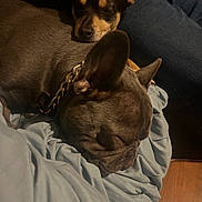 Rico joined the competition — help win amazing prizes! animal, black, blanket, brown, canine, closeup, collar, comfort, companion, cozy, cute, dog, friendship, fur, indoor, nap, pet, relaxation, resting, sleeping