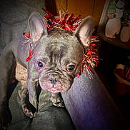 Rico is registered to the contest to win money with this photo: animal, christmas, closeup, couch, curious, cute, decorations, dog, ears, face, festive, french_bulldog, holiday, home, indoor, looking, pet, portrait, small_dog, tinsel