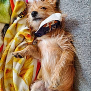 Astro is registered to the contest to win money with this photo: dog, canine, pet, couch, blanket, fur, mask, relaxed, lying_down, indoor, cozy, paw, snout, ears, fur_texture, domestic_animal, resting, sleepy, colorful_blanket, fabric