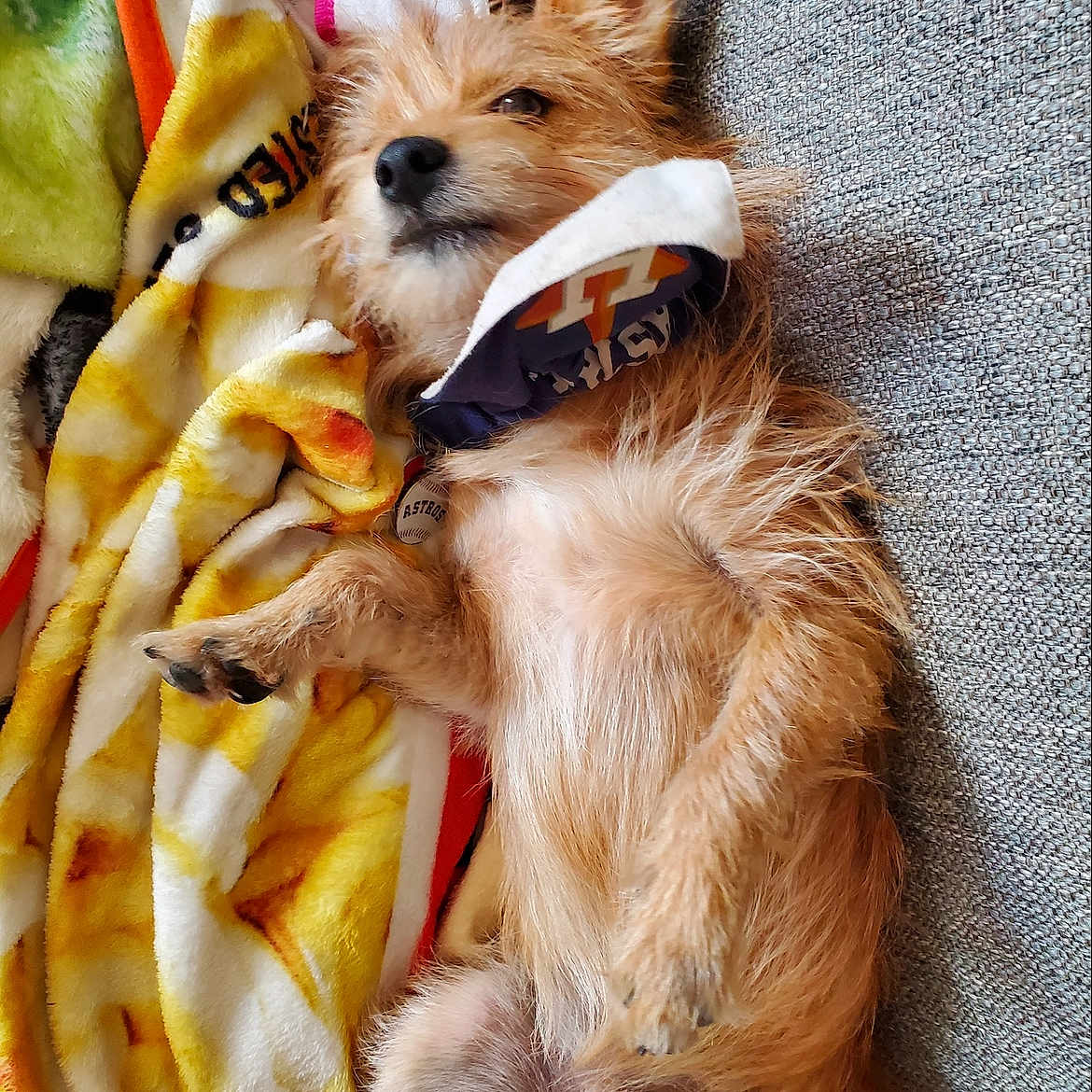 Astro is registered to the contest to win money with this photo: dog, canine, pet, couch, blanket, fur, mask, relaxed, lying_down, indoor, cozy, paw, snout, ears, fur_texture, domestic_animal, resting, sleepy, colorful_blanket, fabric