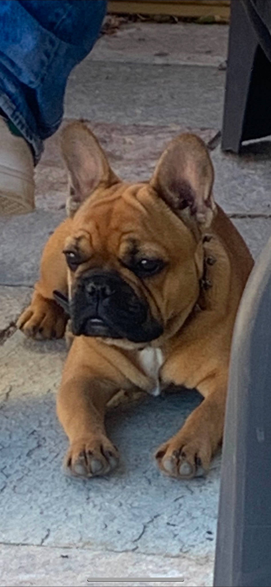 Harrison a rejoint le concours — aidez-le/la à gagner de superbes lots ! ancient_dog_breeds, bulldog, canidae, carnivore, companion_dog, dog, dog_breed, dog_collar, fawn, molosser, non_sporting_group, puppy, snout, sporting_group, terrestrial_animal, toy_dog, whiskers, working_animal, working_dog, wrinkle