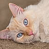 Ocean is registered to the contest to win money with this photo: cat, blue_eyes, cream_fur, lying_down, carpet, pet, animal, whiskers, pink_nose, close_up, feline, cute, indoor, relaxed, soft_fur, portrait, mammal, domestic_cat, curious, head