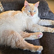 Ocean is registered to the contest to win money with this photo: cat, blue_eyes, cream_fur, fluffy, couch, living_room, furniture, pet, relaxed, stretching, indoor, cozy, domestic_animal, whiskers, paw, ear, tail, carpet, blanket, soft_texture