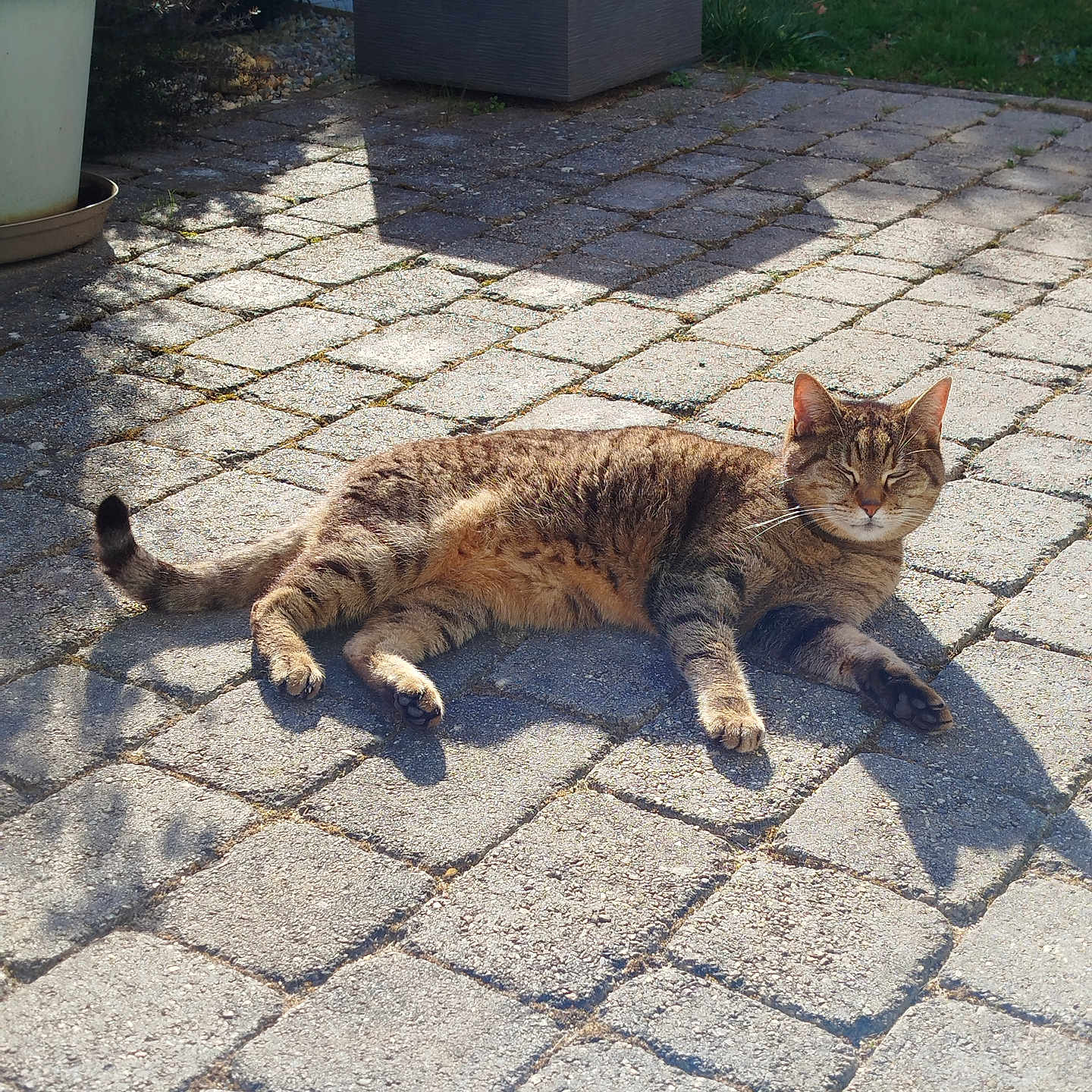 Lyla a rejoint le concours — aidez-le/la à gagner de superbes lots ! abyssinian, animal, brick, cat, city, cobblestone, flagstone, kitten, manx, path, pet, plant, road, rock, sidewalk, slate, soil, street, urban, walkway