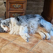 Iris a rejoint le concours — aidez-le/la à gagner de superbes lots ! dog, sleeping, floor, tile_floor, wooden_desk, drawer, furniture, indoor, cozy, resting, fluffy, pet, animal, brown, gray, white, quiet, peaceful, home, comfort