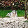 Iris a rejoint le concours — aidez-le/la à gagner de superbes lots ! dog, australian_shepherd, grass, garden, leaves, bush, wooden_trellis, stone_patio, pebbles, outdoor, pet, canine, fluffy, resting, nature, greenery, animal, summer, backyard, calm