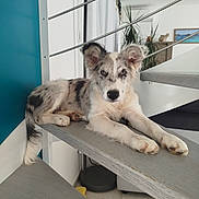 Basco a rejoint le concours — aidez-le/la à gagner de superbes lots ! animal, black_spots, curious, dog, domestic, ears_up, floor_tile, furniture, home_interior, indoor, light, long_tail, pet, plant, puppy, relaxed, resting, staircase, white_wall, wooden_stairs