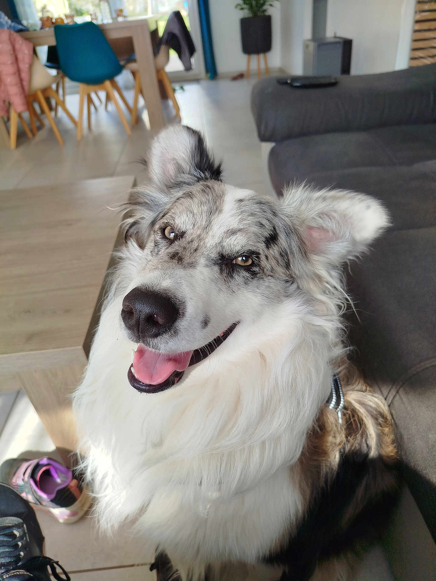 Basco a rejoint le concours — aidez-le/la à gagner de superbes lots ! dog, indoor, smiling, happy, pet, canine, fur, tongue_out, couch, table, floor, shoe, ear, face, brown, white, black, living_room, furniture, domestic