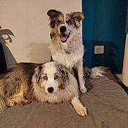 Basco participe au concours pour gagner de l'argent avec cette photo : dog, pets, indoor, bed, furry, happy, relaxed, animal, companion, two_dogs, canine, domestic_animal, mammal, friendship, resting, cute, fluffy, blue_eyes, smiling, portrait