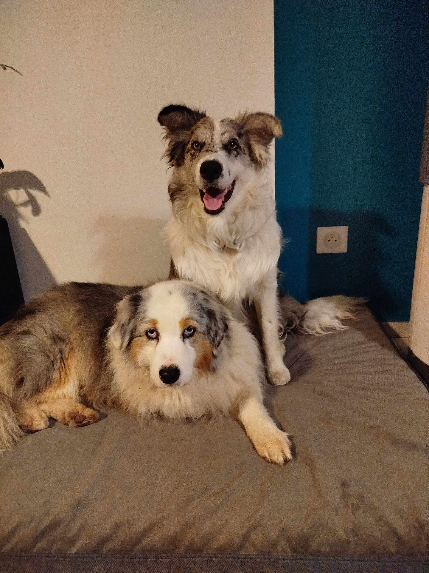 Basco participe au concours pour gagner de l'argent avec cette photo : dog, pets, indoor, bed, furry, happy, relaxed, animal, companion, two_dogs, canine, domestic_animal, mammal, friendship, resting, cute, fluffy, blue_eyes, smiling, portrait