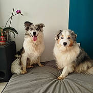 Basco participe au concours pour gagner de l'argent avec cette photo : animal, blue_eyes, calm, companion, dog, dog_bed, fluffy, fur, happy, home, indoor, pet, plant, portrait, sitting, teal_wall, tongue_out, toy, wall, white_wall