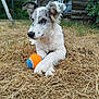 Basco a rejoint le concours — aidez-le/la à gagner de superbes lots ! animal, canine, cute, dog, domestic_animal, fur, garden, grass, laying_down, nature, outdoor, paw, pet, playing, relaxed, side_view, summer, tennis_ball, toy, wooden_shed