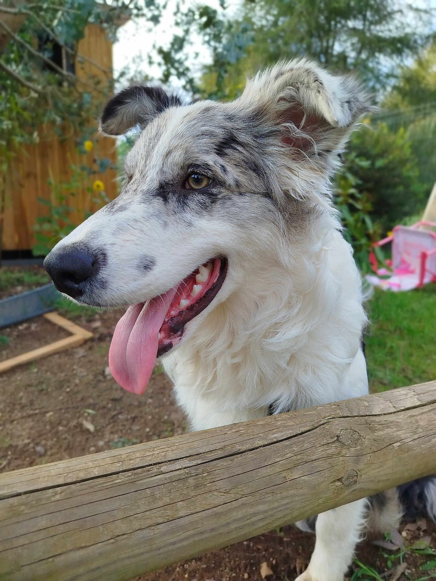 Basco participe au concours pour gagner de l'argent avec cette photo : dog, animal, pet, outdoor, garden, wood, fence, fur, tongue, happy, nature, greenery, ears, snout, playful, close_up, background, daylight, canine, domestic
