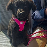 Ava participe au concours pour gagner de l'argent avec cette photo : animal, black_fur, companion, curious, cute, dog, indoor, jacket, leash, pants, person, pet, pink_harness, public_transport, puppy, seat, sunlight, transportation, waiting, young_dog