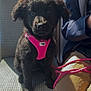 animal, black_fur, companion, curious, cute, dog, indoor, jacket, leash, pants, person, pet, pink_harness, public_transport, puppy, seat, sunlight, transportation, waiting, young_dog