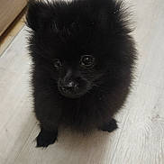 Choupette a rejoint le concours — aidez-le/la à gagner de superbes lots ! puppy, dog, black_fur, fluffy, cute, indoor, wooden_floor, pet, animal, young_dog, small, adorable, fur, canine, looking_up, domestic_animal, companion, shadow, floor, cute_pet