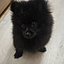 puppy, dog, black_fur, fluffy, cute, indoor, wooden_floor, pet, animal, young_dog, small, adorable, fur, canine, looking_up, domestic_animal, companion, shadow, floor, cute_pet