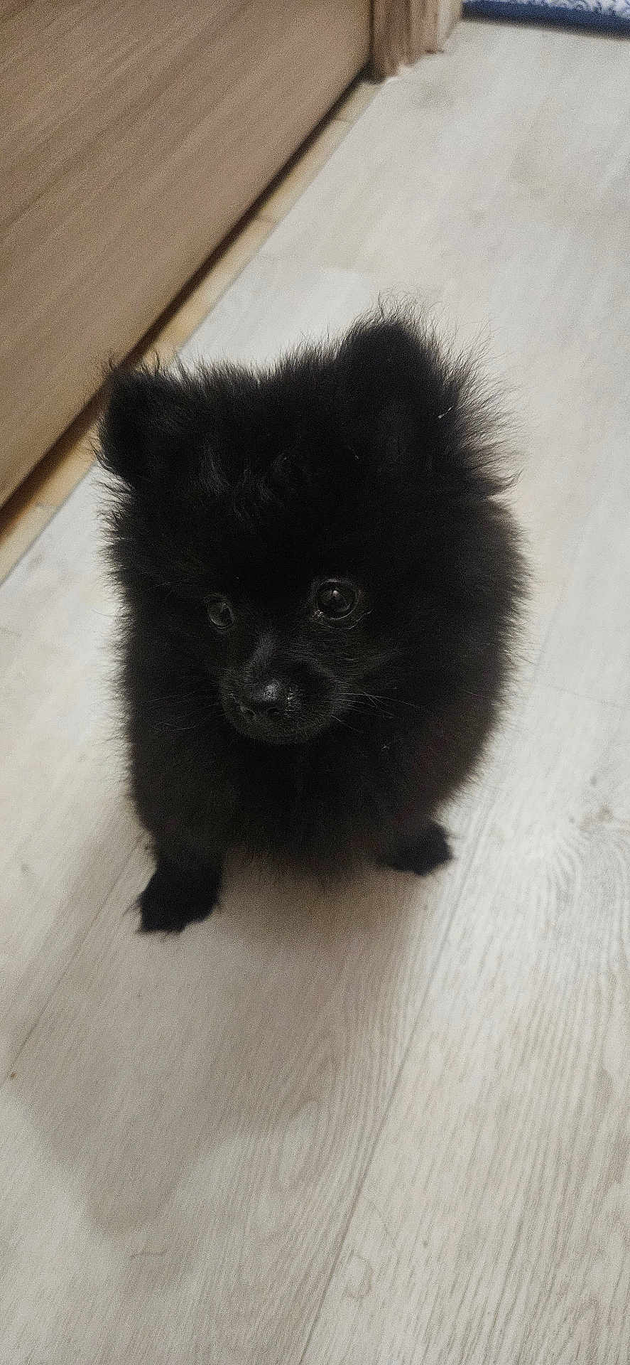 Choupette
