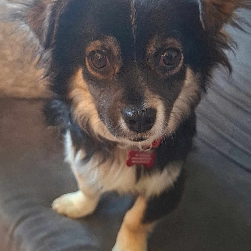 Dawa participe au concours pour gagner de l'argent avec cette photo : dog, small_dog, pet, indoor, couch, fluffy, black_and_tan, ears, collar, curious, close_up, animal, canine, fur, looking, domestic_animal, companion, cute, sitting, face