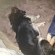 Dawa participe au concours pour gagner de l'argent avec cette photo : dog, sleeping, fluffy_rug, indoor, paw, black_fur, white_fur, brown_fur, slipper, floor, pet, resting, cozy, fur, animal, cute, domestic_animal, relaxing, home, sleep