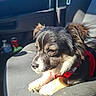 dog, small_dog, car_seat, red_harness, sunlight, pet, animal, indoor, vehicle_interior, black_fur, white_fur, ears, nose, paw, seatbelt, window, door_panel, shadow, domestic_animal, closeup