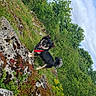 adventure, animal, bandana, canine, clouds, dog, fur, grass, greenery, happy, moss, nature, outdoor, pet, playful, rock, sky, tail, tongue_out, trees