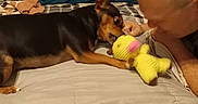 Casey joined the competition — help win amazing prizes! bed, black, blanket, brown, comfort, cuddly, dog, fabric, face, glasses, human, indoor, interaction, person, pet, pillow, playful, plush_toy, toy, yellow