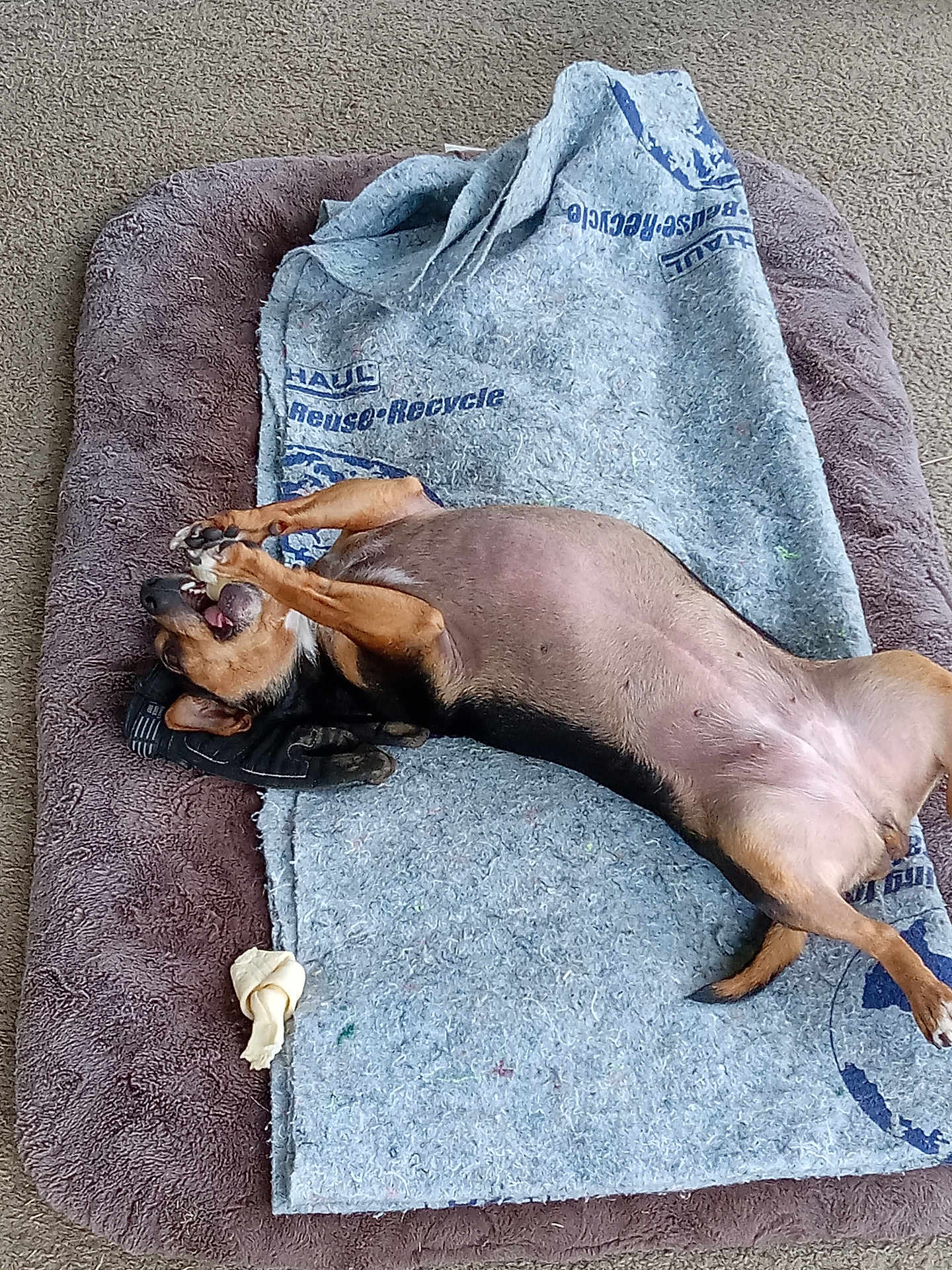 Casey is registered to the contest to win money with this photo: dog, pet_bed, blanket, bone_toy, indoor, playful, brown_dog, relaxed, canine, paw, fur, animal, pet, chew_toy, carpet, lying_down, resting, domestic_animal, cute, happy