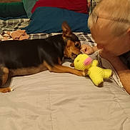 Casey joined the competition — help win amazing prizes! bed, black, brown, casual, comfort, cozy, dog, fabric, furniture, glasses, human, indoor, interaction, person, pet, pillow, playful, plush_toy, resting, toy